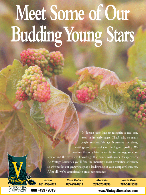 Budding Stars Ad