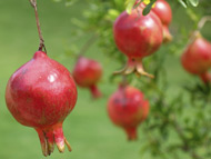 pomegranatesphoto